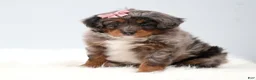 Mini Bernedoodle dogs for sale: Candy  - Ad 3
