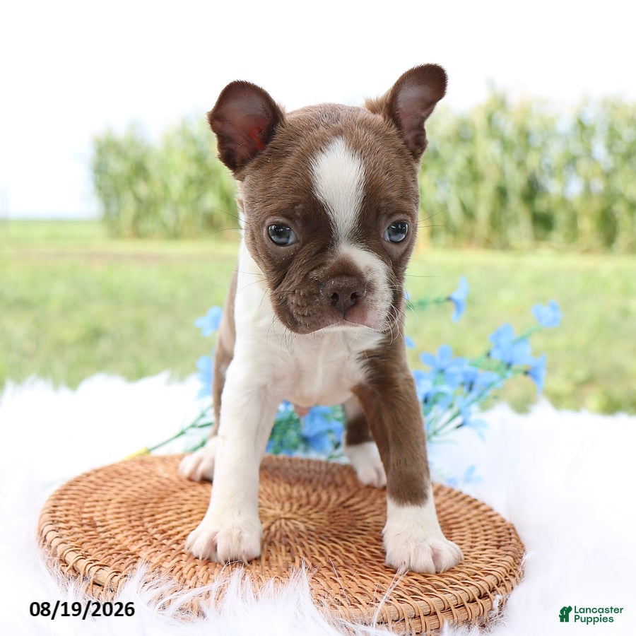 Boston Terrier dogs Rocky - Ad 2