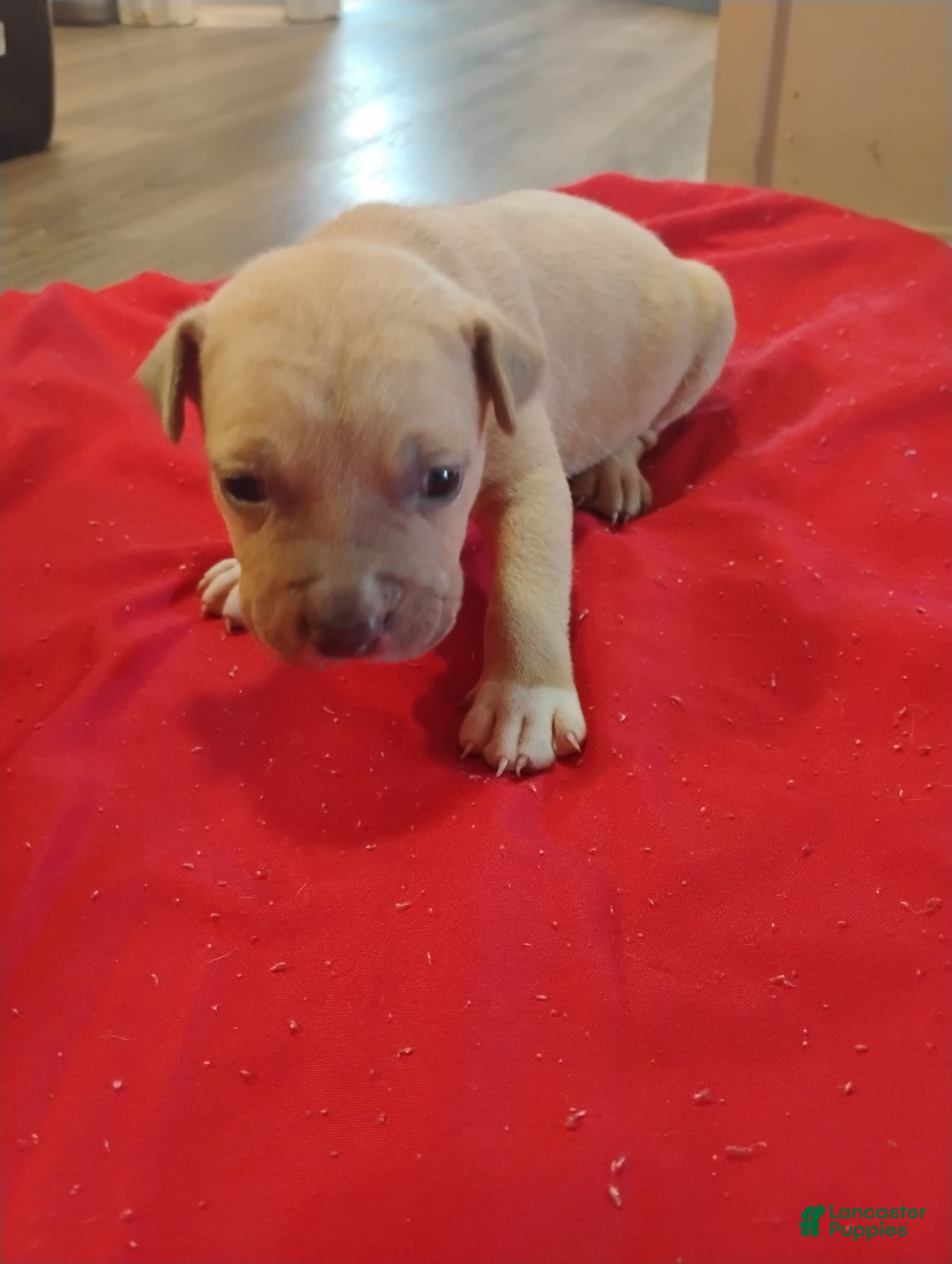 American Pit Bull Terrier dogs American Pit Bull Terrier 7 - Ad 27