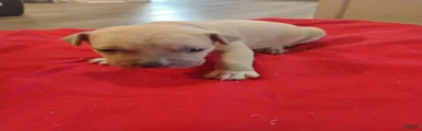 American Pit Bull Terrier 7