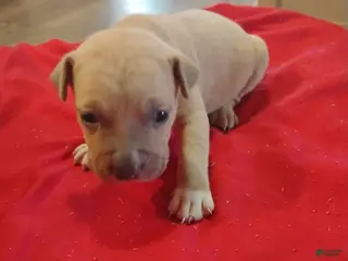 American Pit Bull Terrier dogs American Pit Bull Terrier 7 - Ad 30