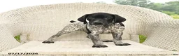 German Shorthaired Pointer dogs for sale: Duke - Ad 2