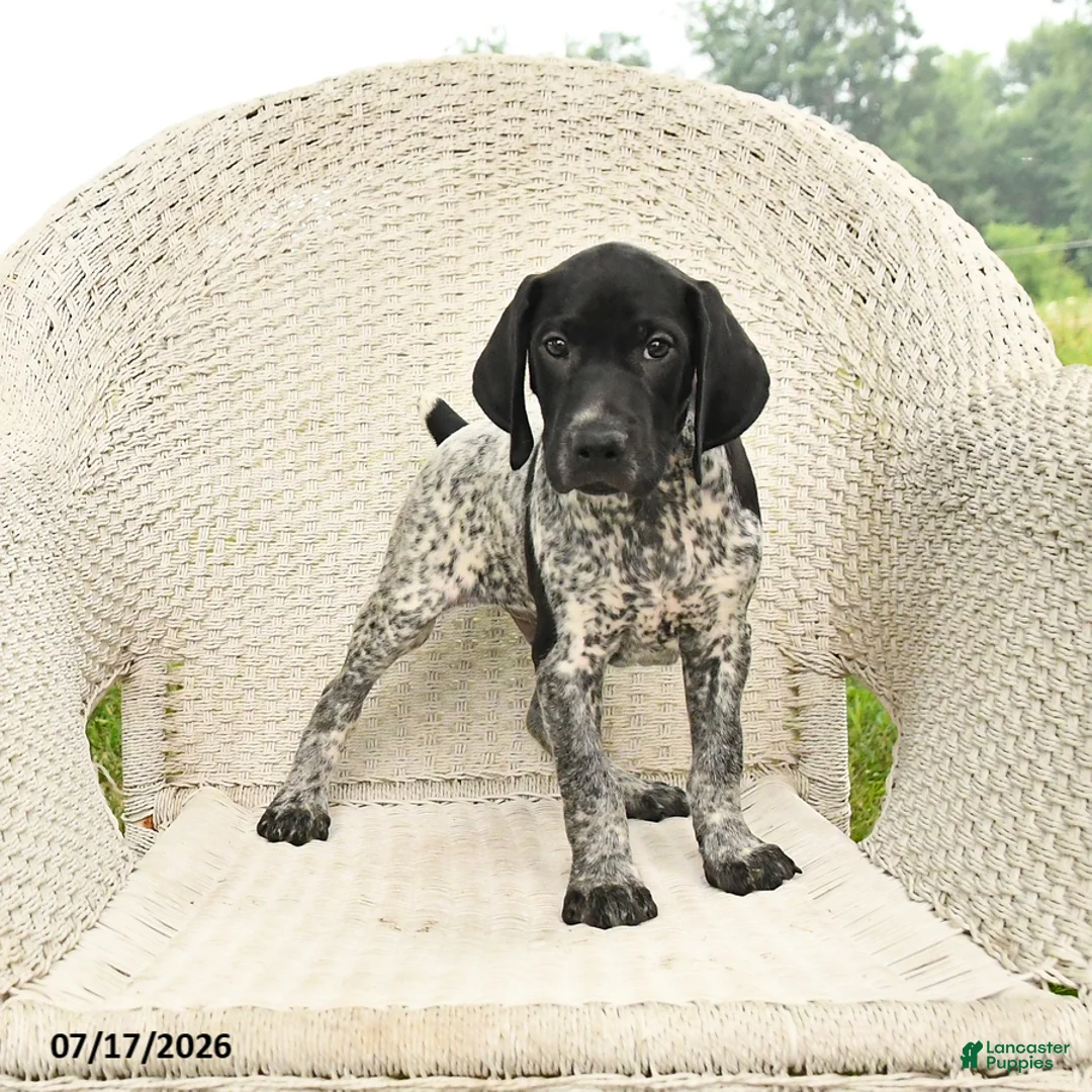 German Shorthaired Pointer dogs for sale: Duke - Ad 2