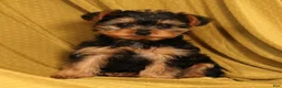Yorkiepoo dogs for sale: Mr Cutie - Ad 2