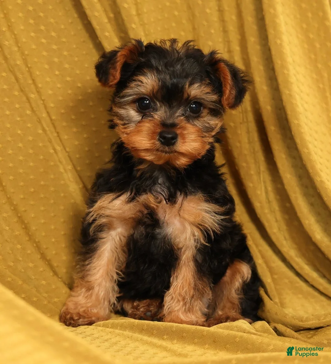 Yorkiepoo dogs for sale: Mr Cutie - Ad 2