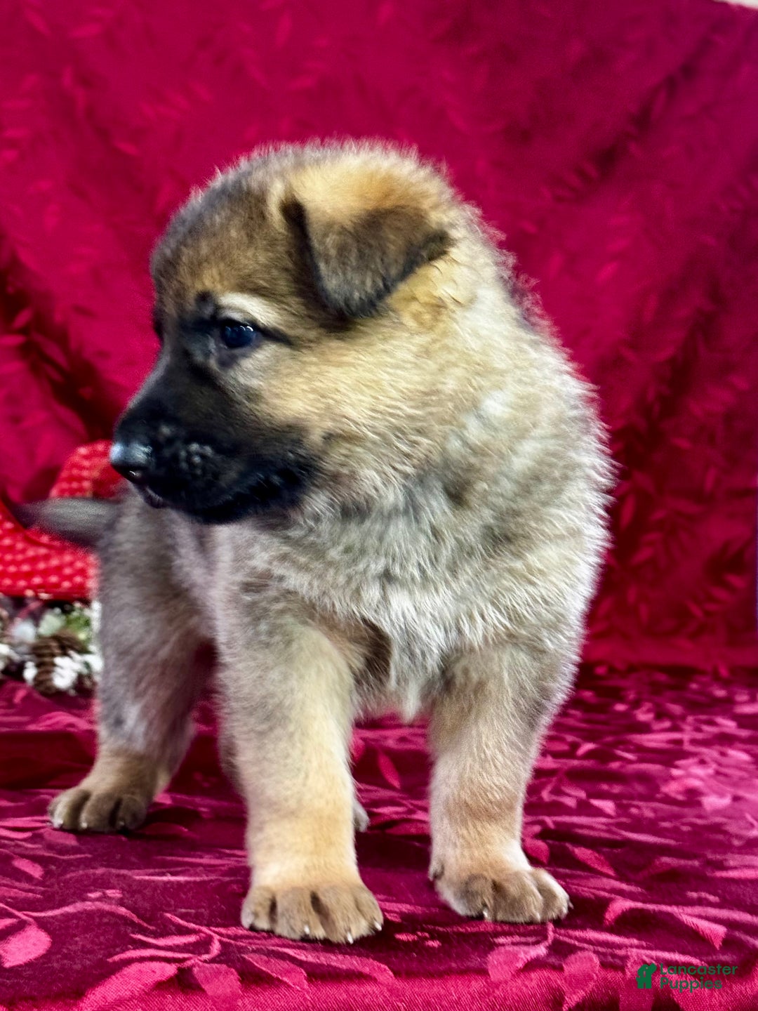 German Shepherd dogs for sale: Rawlins - Ad 4