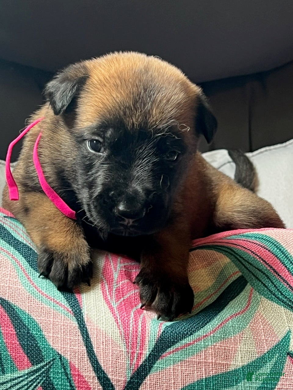 Belgian Malinois dogs Girl 1 - Ad 2