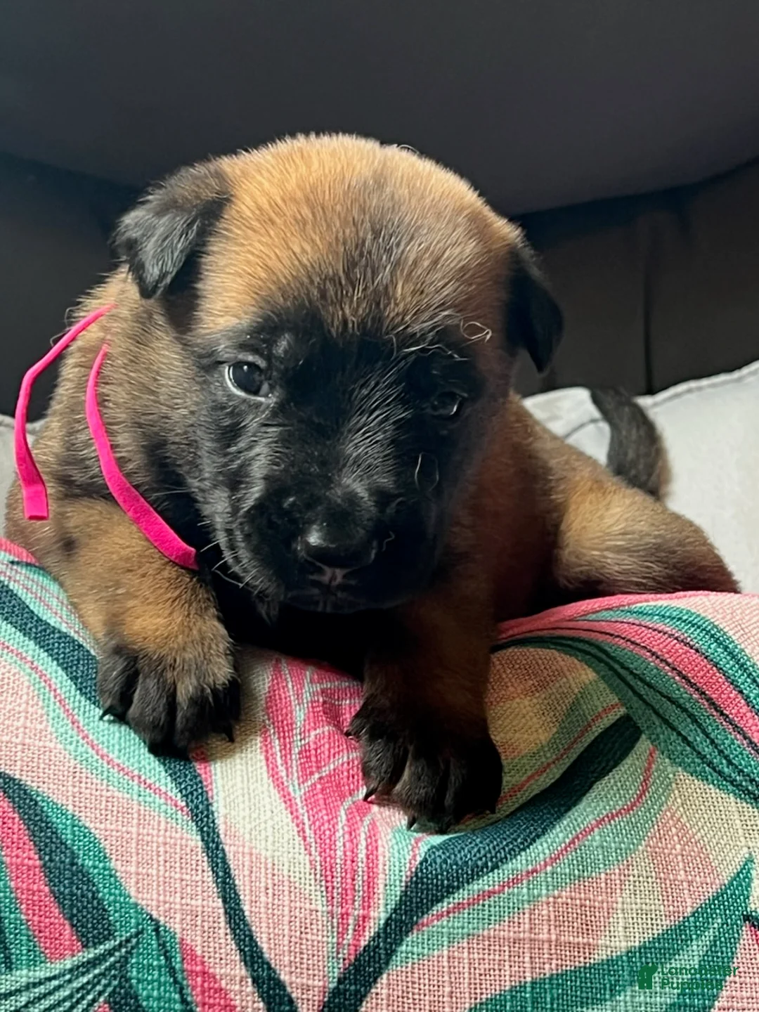 Belgian Malinois dogs for sale: Girl 1 - Ad 2