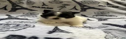 Pomeranian dogs for sale: Lana  - Ad 8