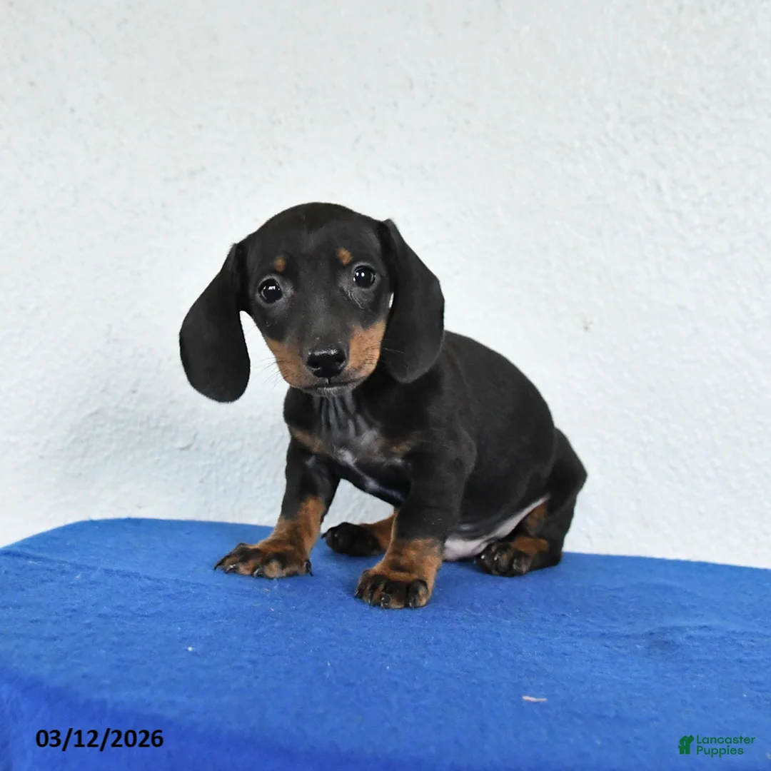 Miniature Dachshund dogs for sale: Marty - Ad 1