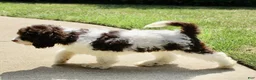Cockapoo dogs for sale: Ace - Ad 8