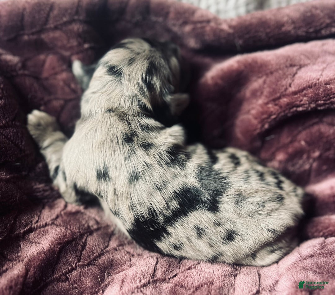 Cocker Spaniel dogs for sale: Anders - Ad 3