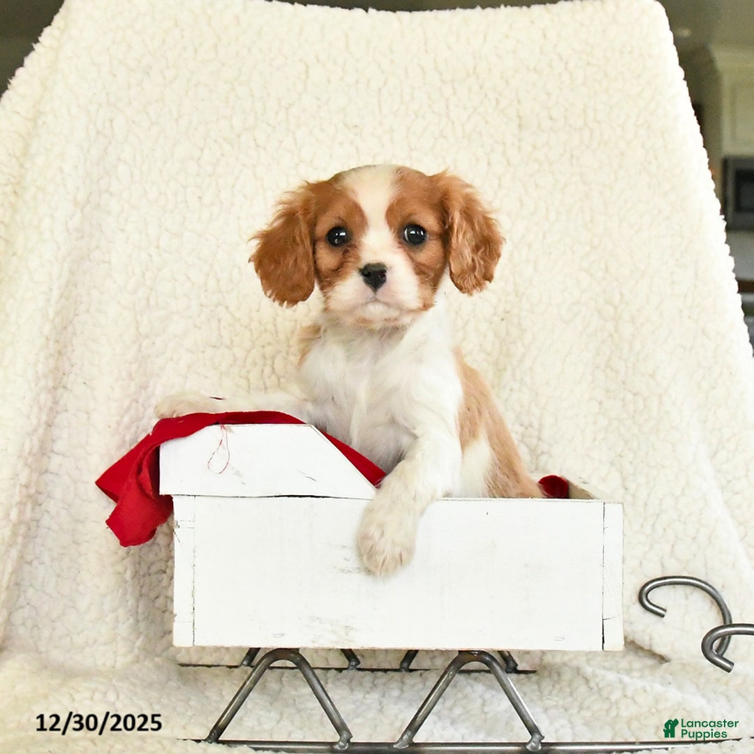 Cavalier King Charles Spaniel dogs for sale: Mocha Cream - Ad 1