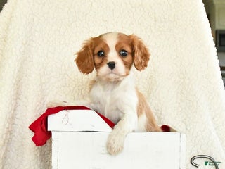 Cavalier King Charles Spaniel dogs for sale: Mocha Cream - Ad 3