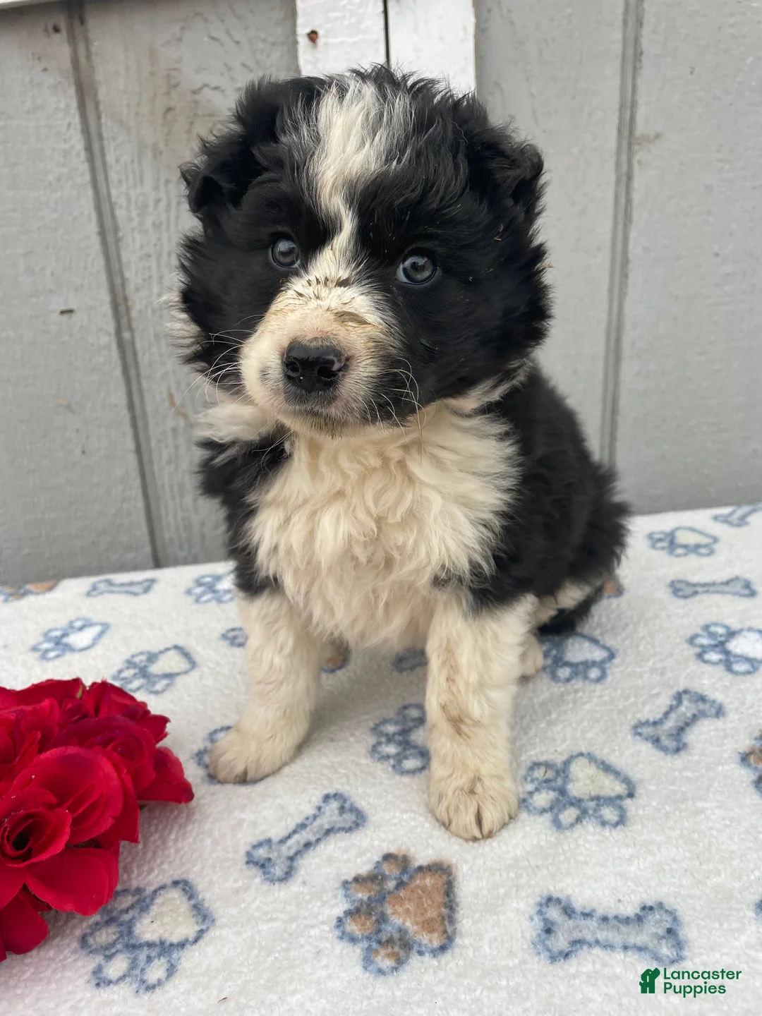 Border Collie dogs for sale: Buddy - Ad 2