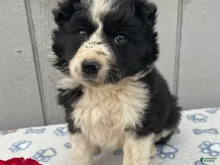 Border Collie dogs Buddy - Ad 35