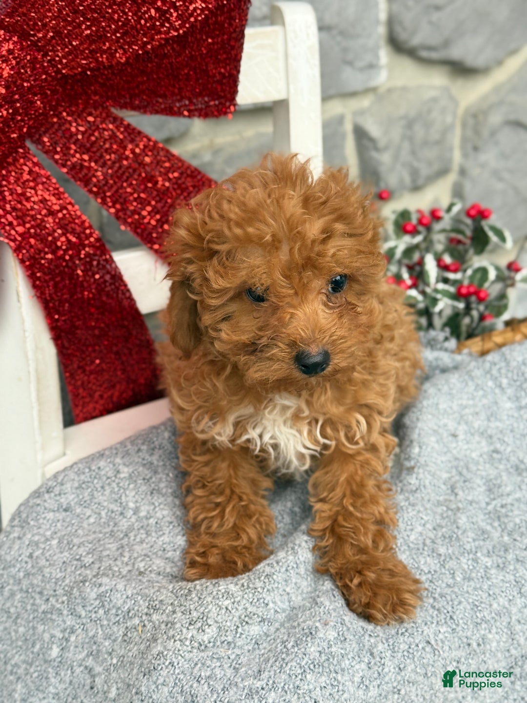 Toy Poodle dogs for sale: Kira - Ad 8