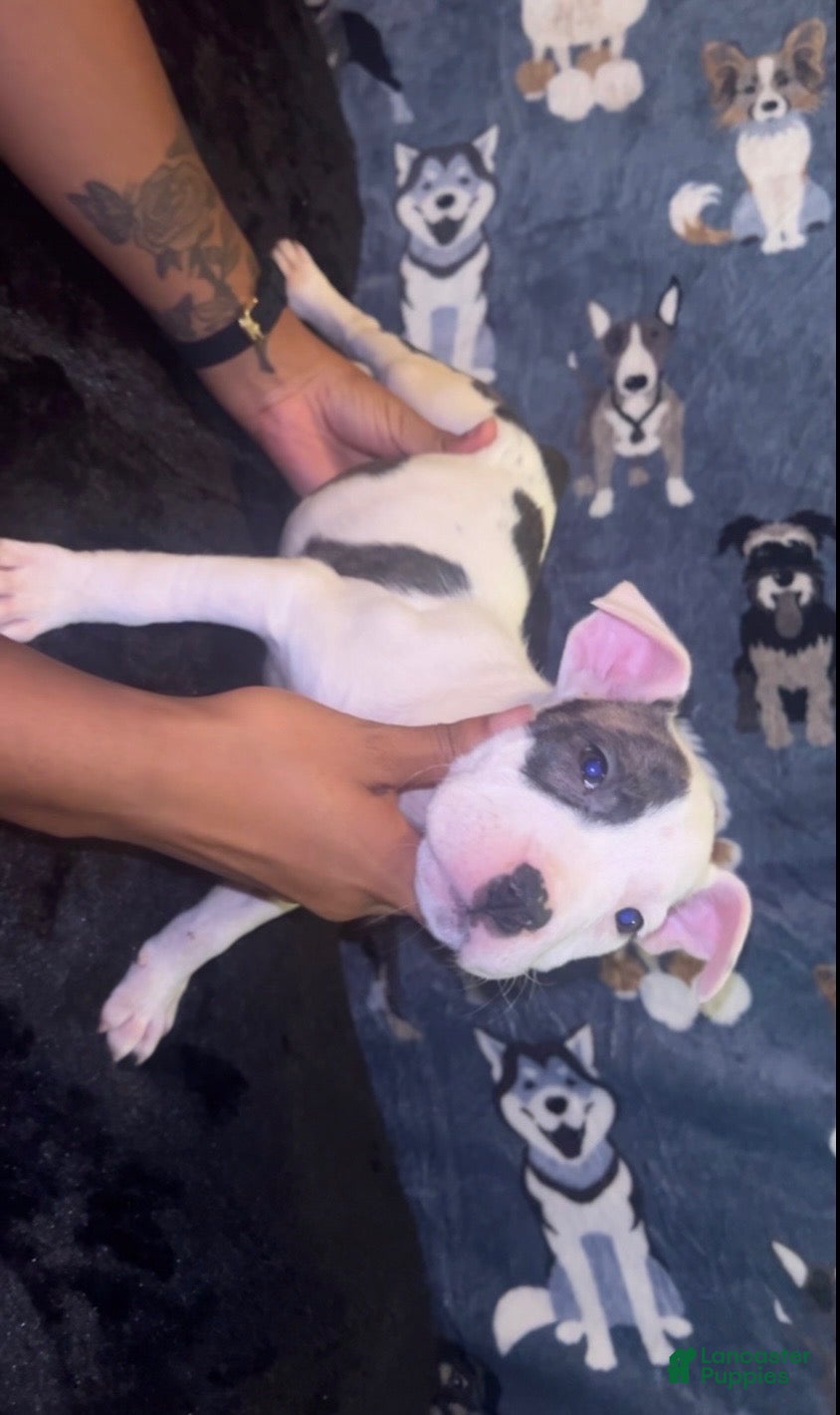 American Bully dogs for sale: Girl 🩷 •Pocket Bully• - Ad 1