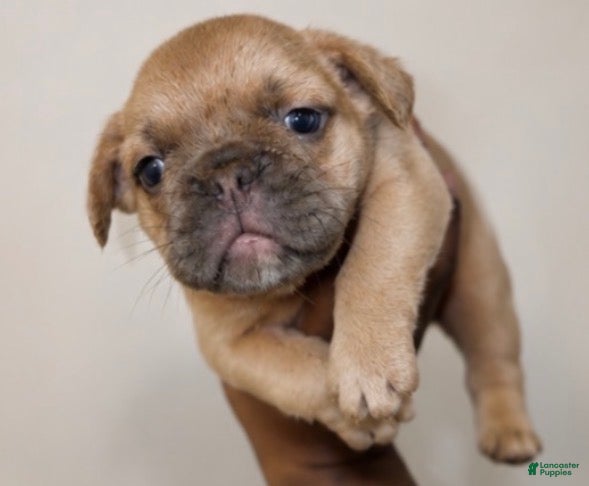 French Bulldog dogs Big boy - Ad 1
