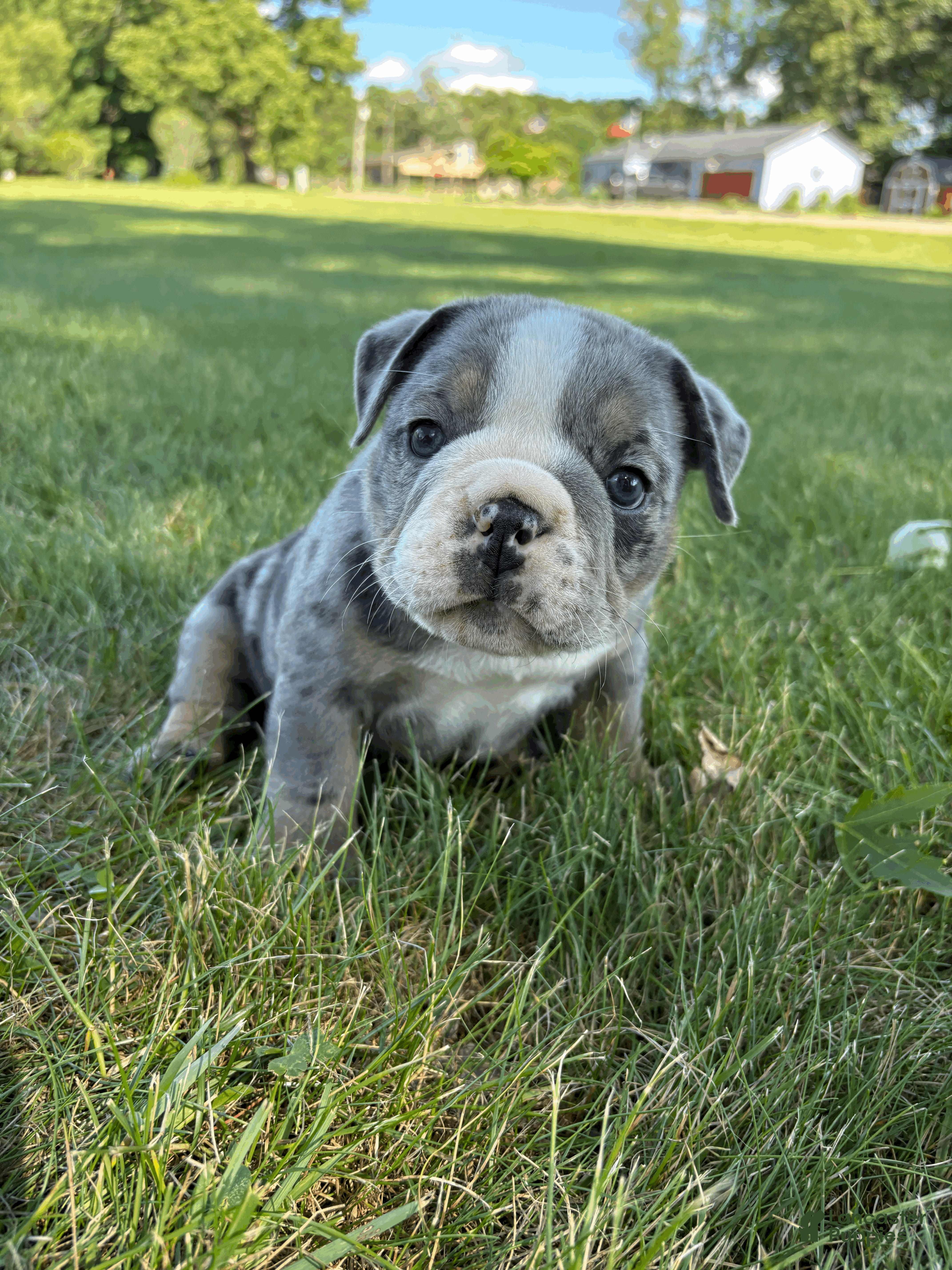 Mixed Breed dogs Rocky - Ad 1