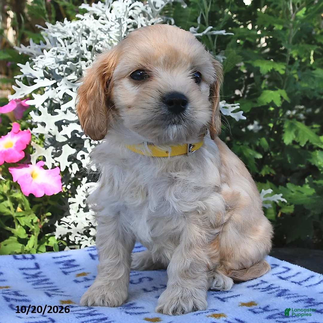 Cavachon dogs for sale: Tanner  - Ad 2