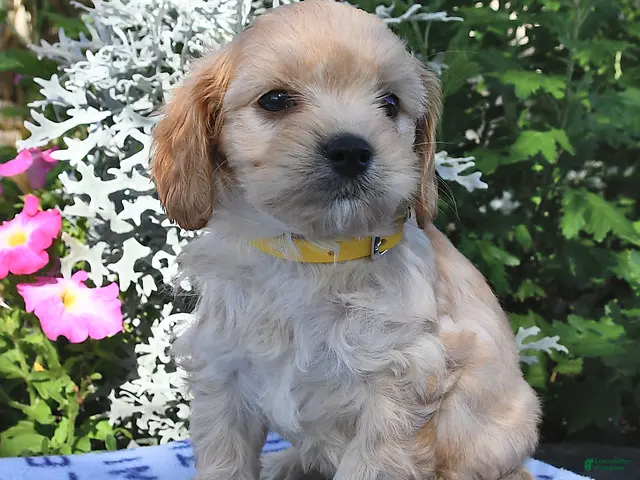 Cavachon dogs for sale: Tanner - Ad 2