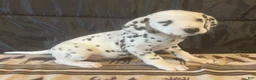 Dalmatian dogs for sale: Dandelion  - Ad 3