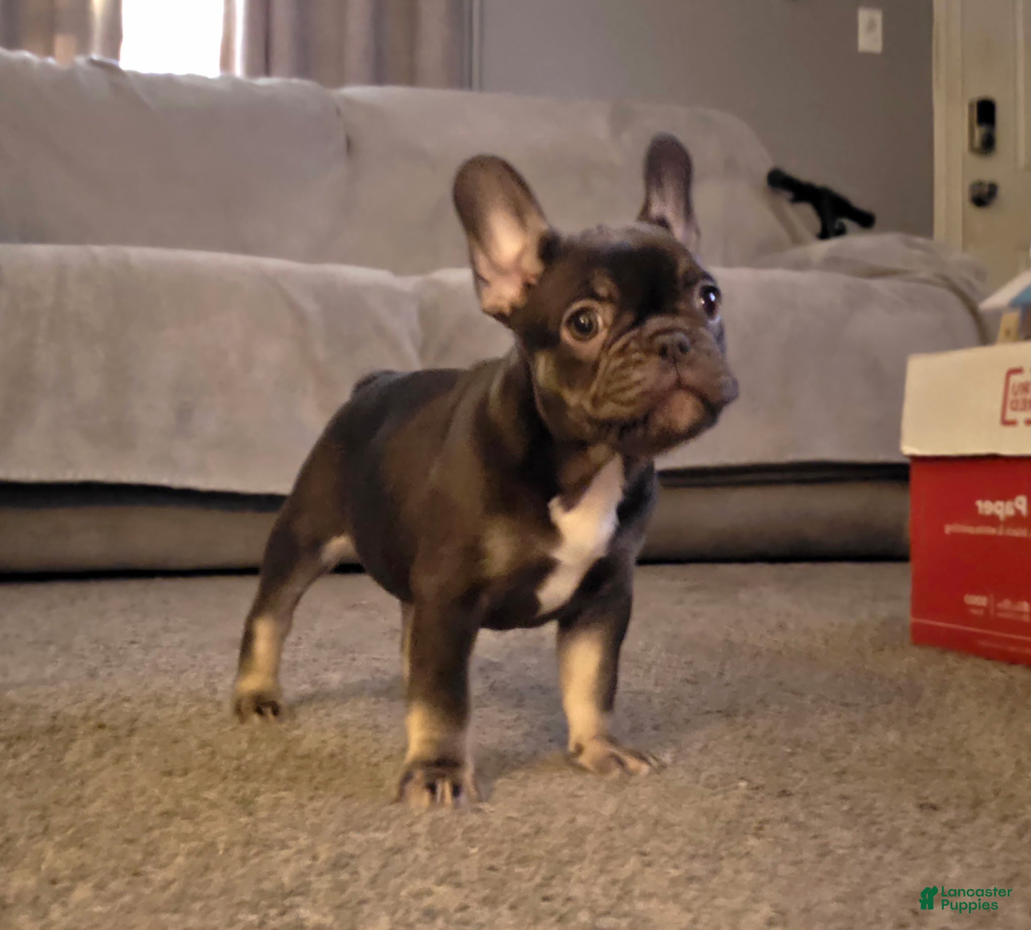 French Bulldog dogs Kiwi - Ad 1