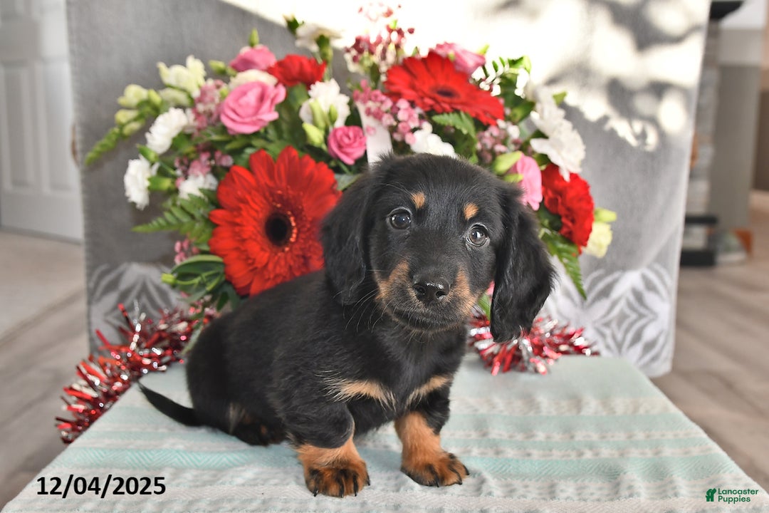 Miniature Dachshund dogs for sale: Jace - Ad 4