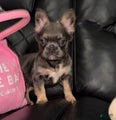 French Bulldog Puppy 7