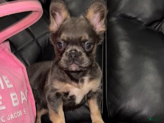 French Bulldog dogs French Bulldog Puppy 7 - Ad 22