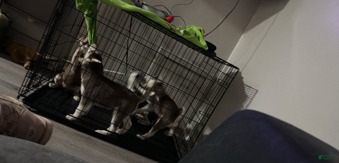 Siberian Husky dogs for sale: Siberian Husky Puppy 5 - Ad 6
