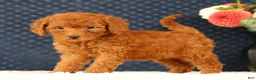 Havapoo dogs for sale: Debbie - Ad 3
