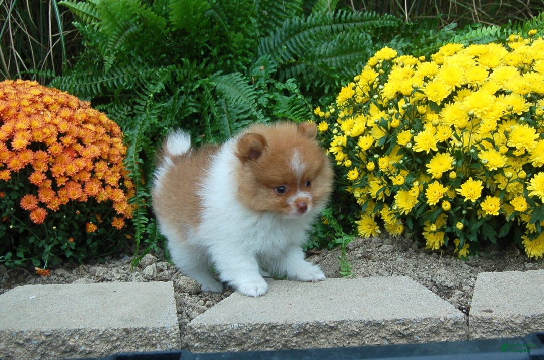 Pomeranian dogs for sale: Pomeranian Puppy 1 - Ad 5