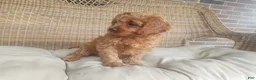 Cavapoo dogs for sale: Skye - Ad 5