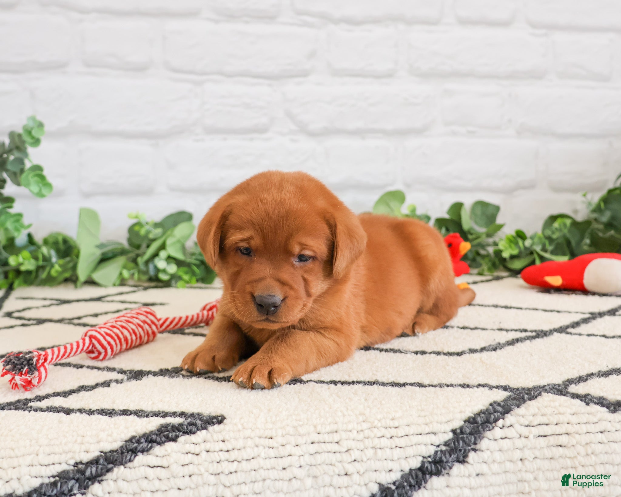 Labrador Retriever dogs Roman  - Ad 23