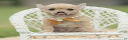 Chihuahua dogs for sale: Squeak - Ad 8