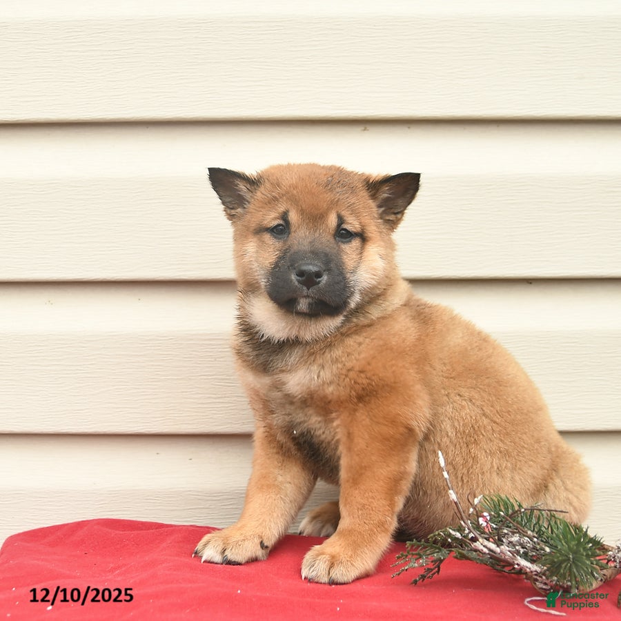 Shiba Inu dogs Rosie  - Ad 37
