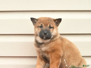 Shiba Inu dogs Rosie - Ad 15