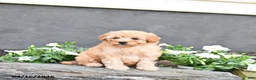 Cavapoo dogs for sale: Tommy - Ad 4