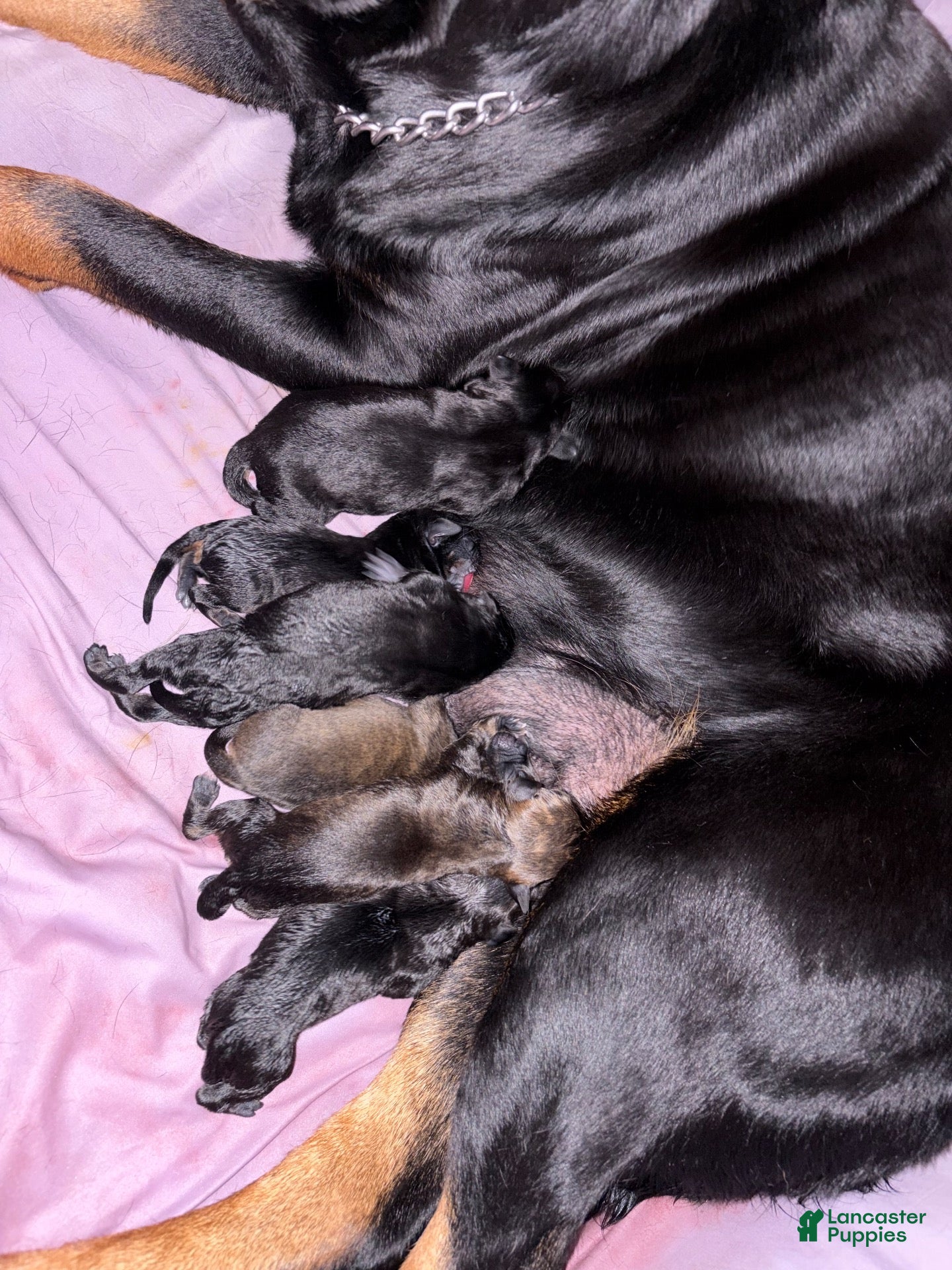 Mixed Breed dogs for sale: Mixed Breed 9 - Ad 18