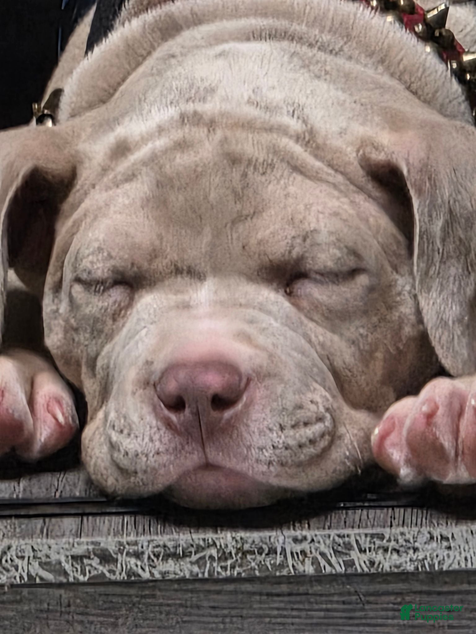 American Bully dogs American Bully 1 - Ad 2