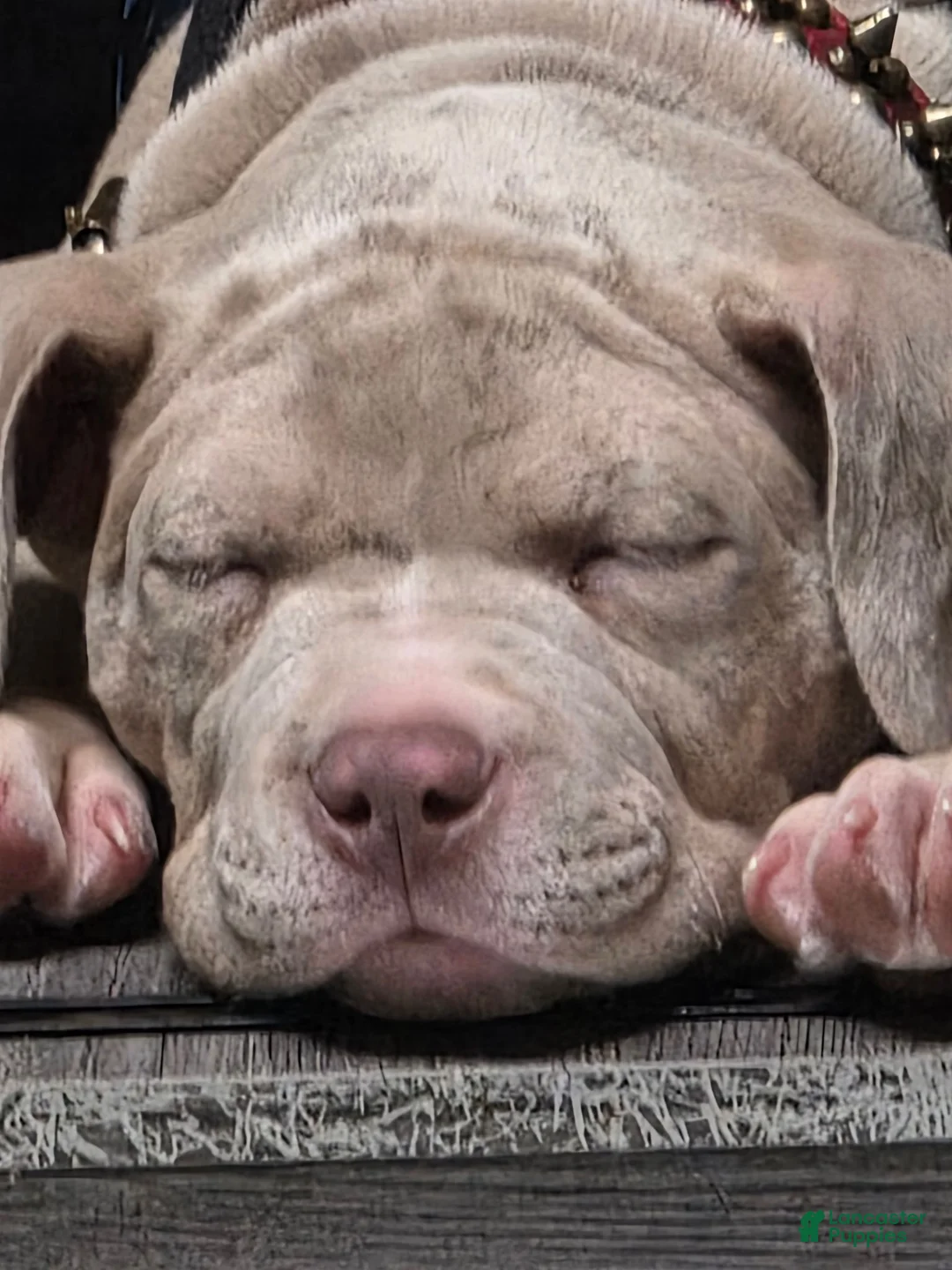 American Bully dogs for sale: American Bully 1 - Ad 2