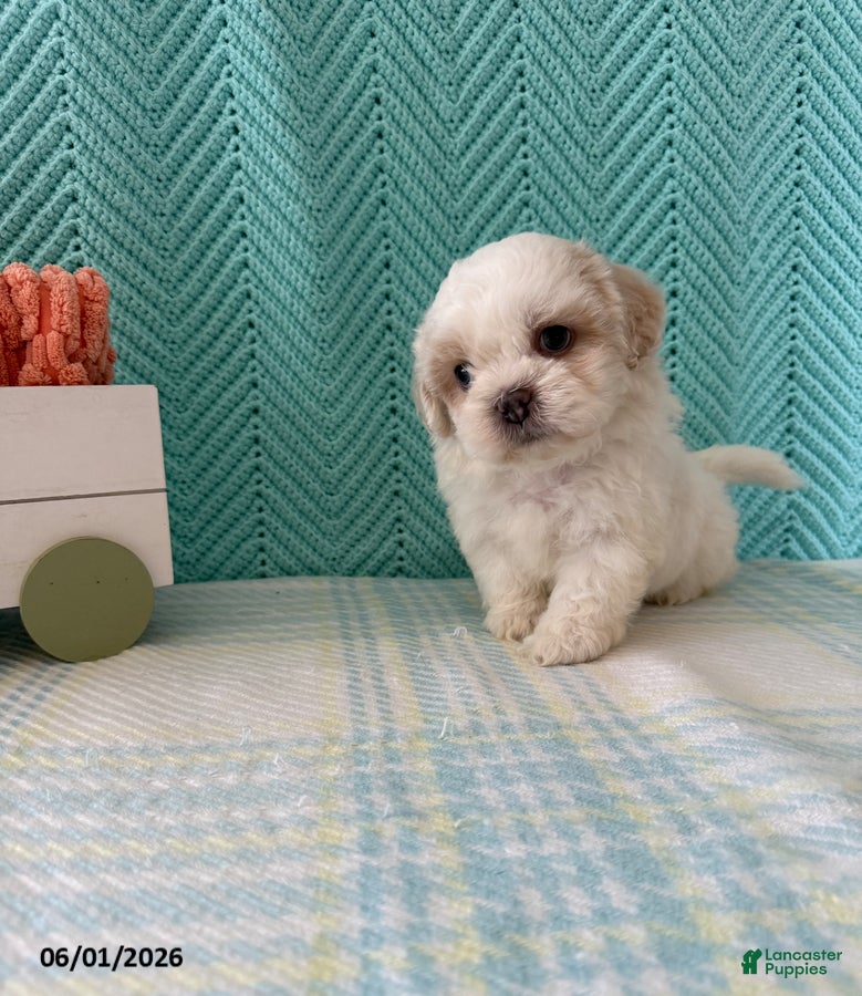 Mixed Breed dogs Marshmallow - Ad 2