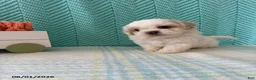 Mixed Breed dogs for sale: Marshmallow - Ad 2