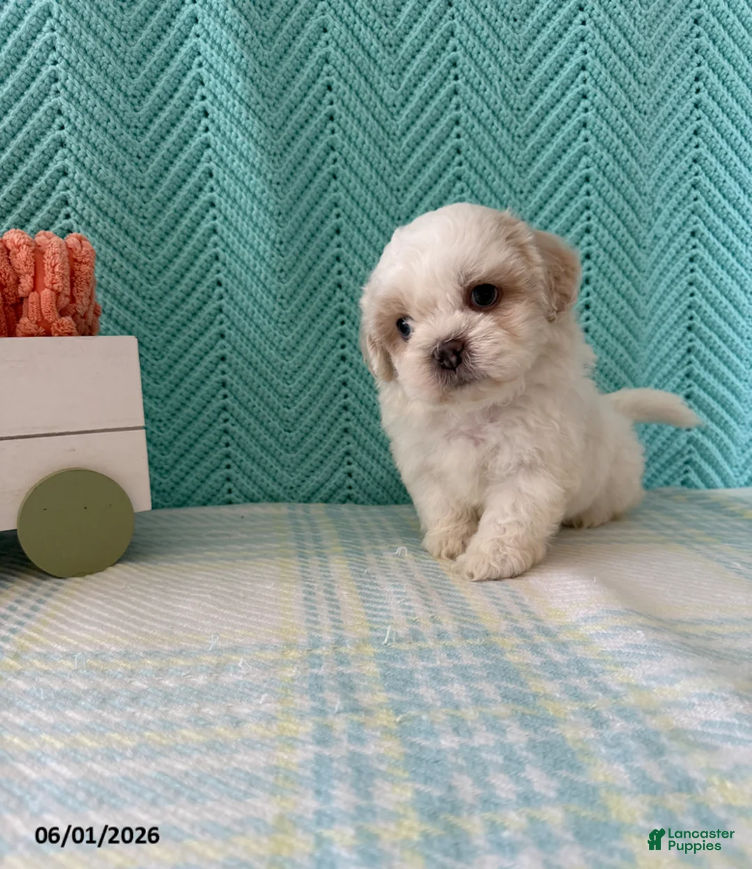 Mixed Breed dogs for sale: Marshmallow - Ad 2