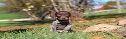 German Shorthaired Pointer dogs for sale: Asher - Ad 4