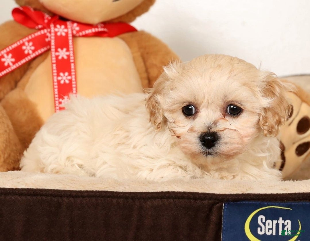 Maltipoo dogs for sale: Sammy - Ad 6