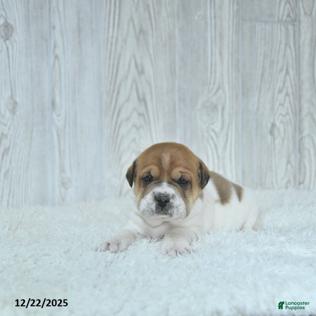 Mini Hippo dogs for sale: Griffin - Ad 5