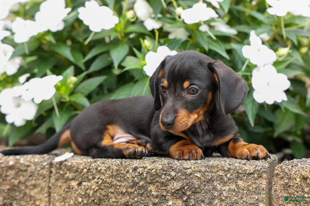 Miniature Dachshund dogs for sale: Houston🐾 - Ad 2